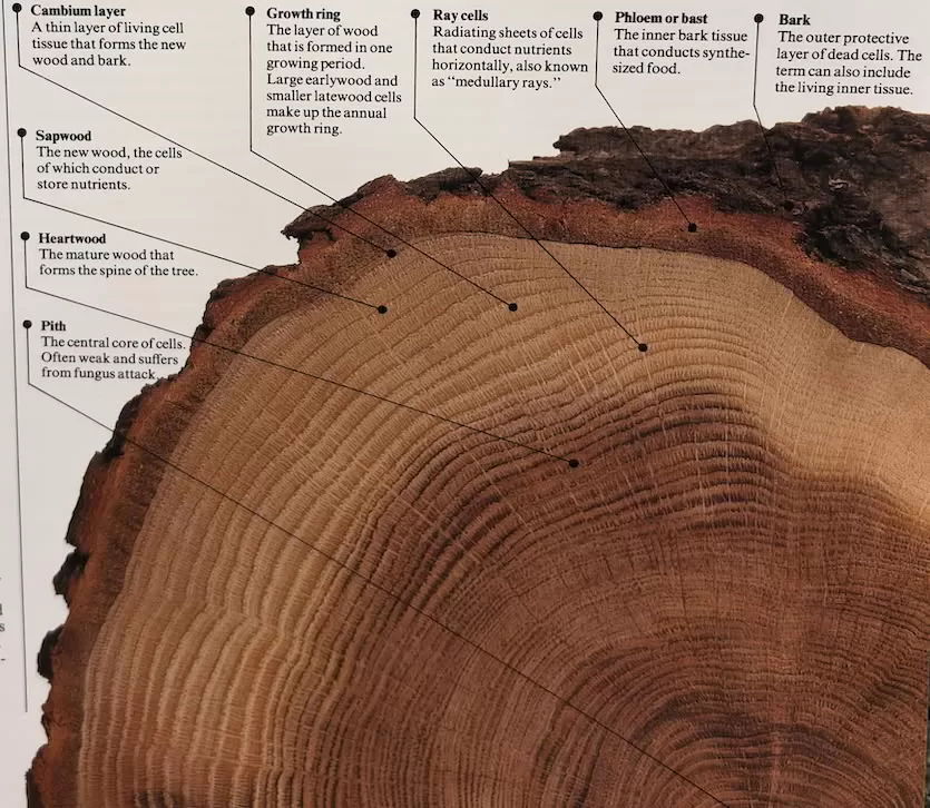 Hardwood structure Tree cross-section anatomy explained