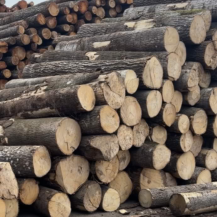 Stack of cut logs